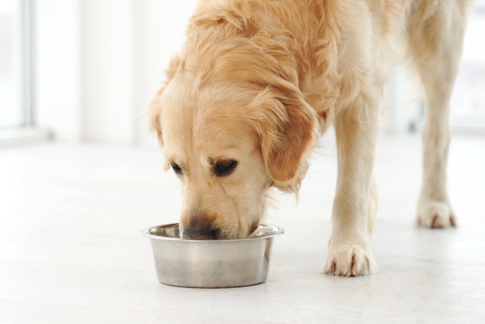 水を飲む犬