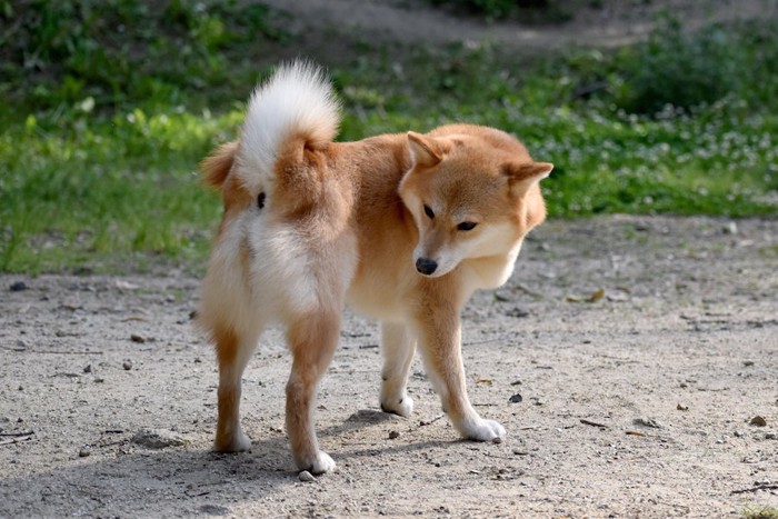 お尻を気にしている柴犬