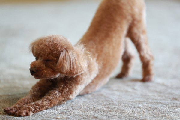 伸びる犬