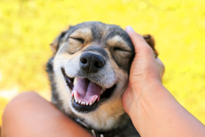 撫でられて幸せそうな犬