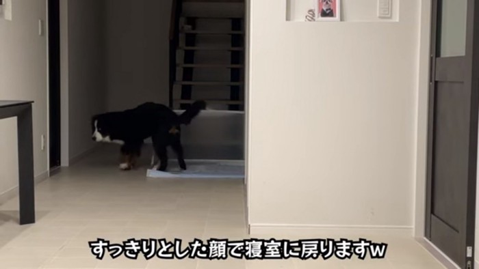 寝室に戻るどんちゃん