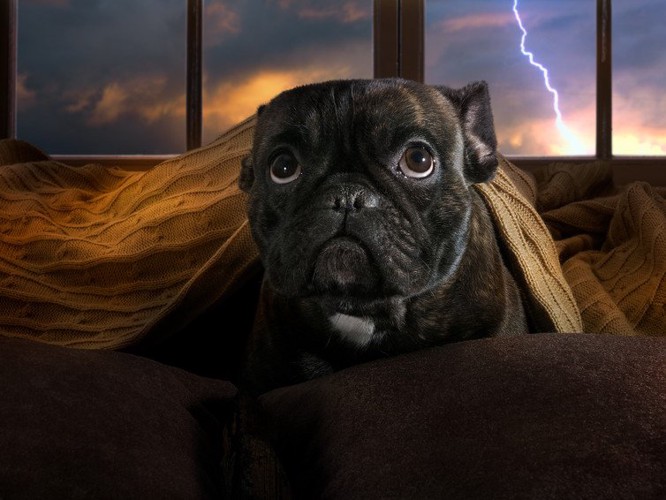 雷に不安そうな表情の犬
