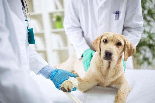 包帯を巻かれる犬