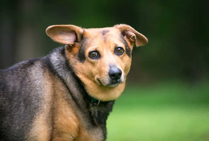 遠くから飼い主を見つめる犬