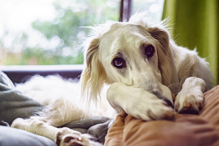 すねた表情の犬