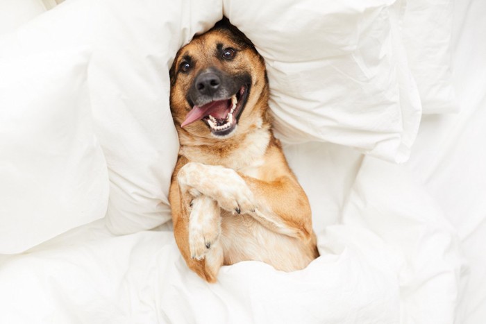 ベッドで笑う犬