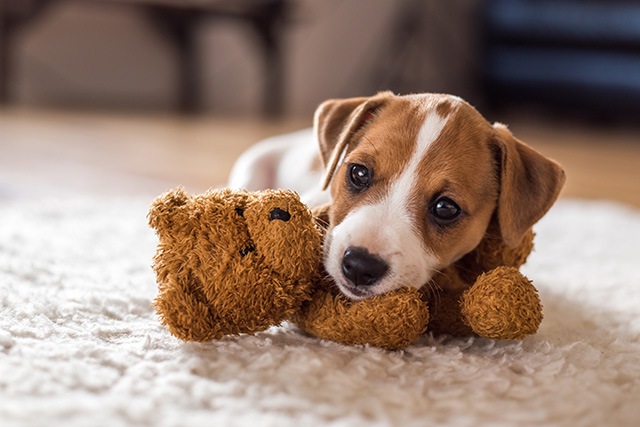 おもちゃで遊んでほしい犬