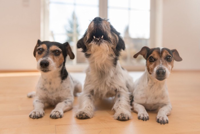 3匹の犬の中に吠える犬が1匹