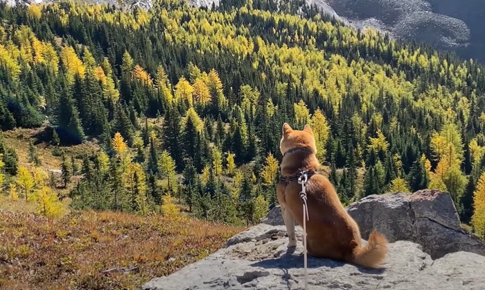 岩の上に座る犬