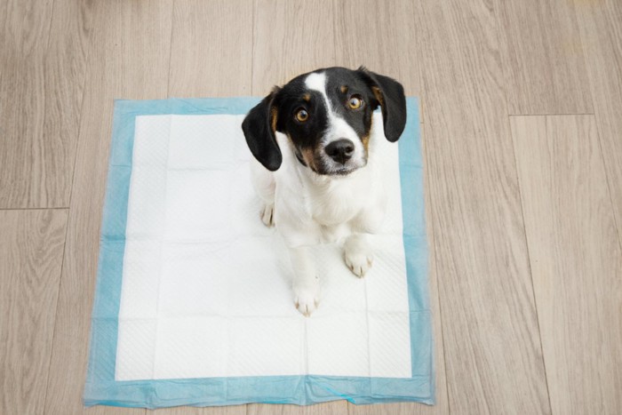 トイレシートに座る犬