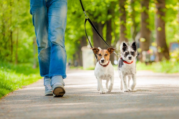 2頭の犬の散歩