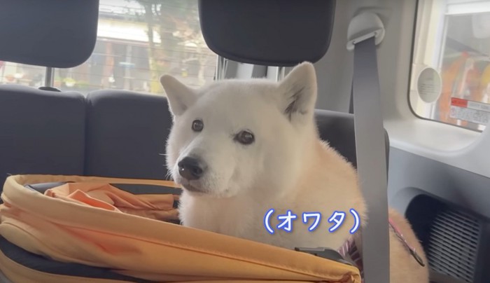 オワタという犬