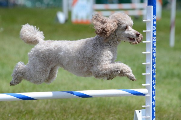 運動するミディアムプードル