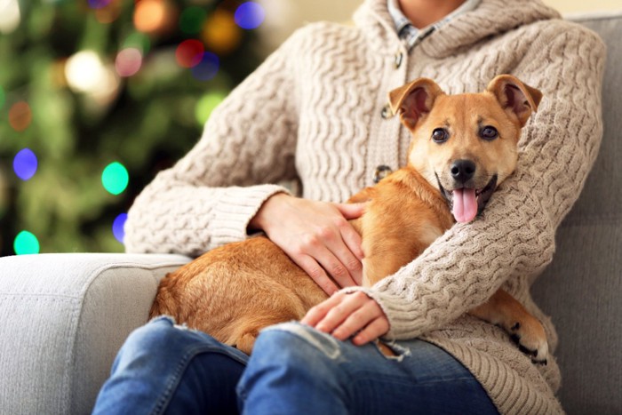 膝の上で嬉しそうな犬