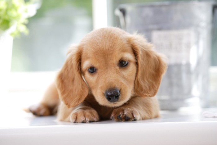 ダックスフンドの子犬