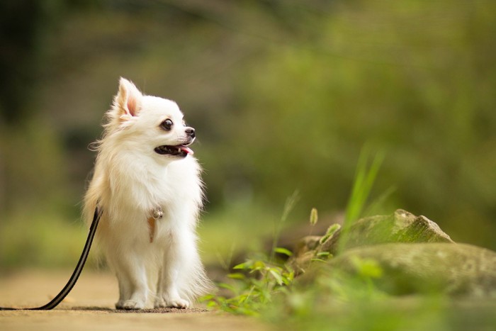 散歩中の犬