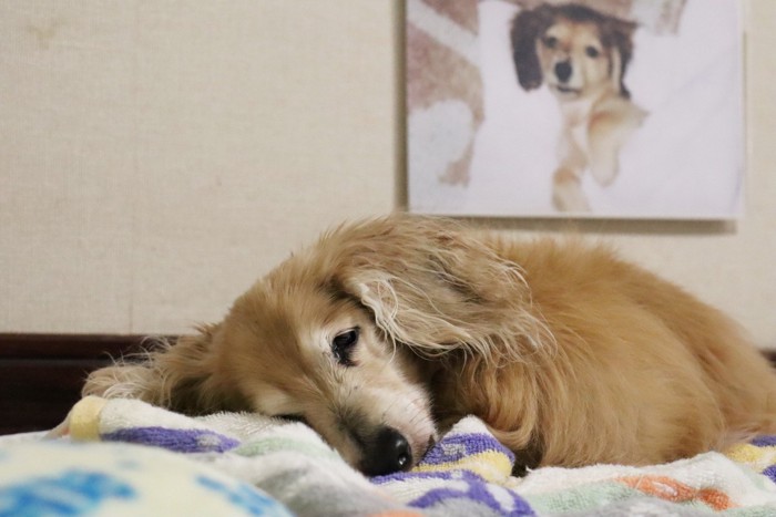 ぐったりした犬