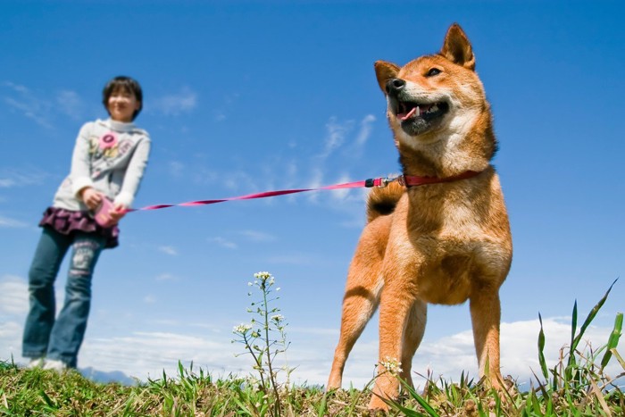 散歩する柴犬