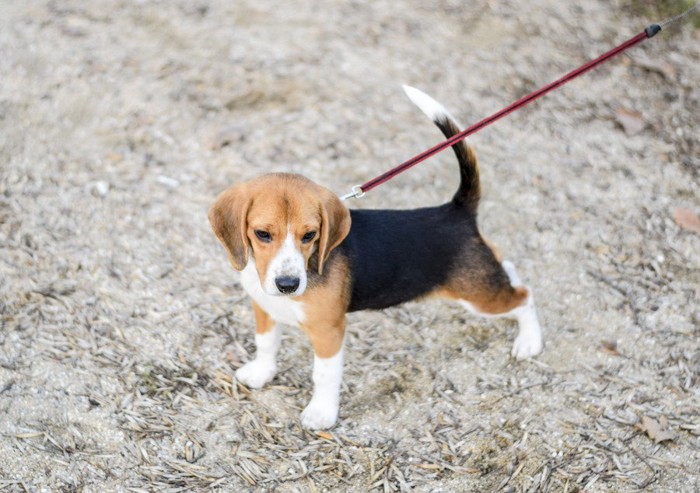 リードを付けた子犬