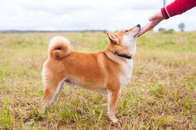 しつけ中の柴犬