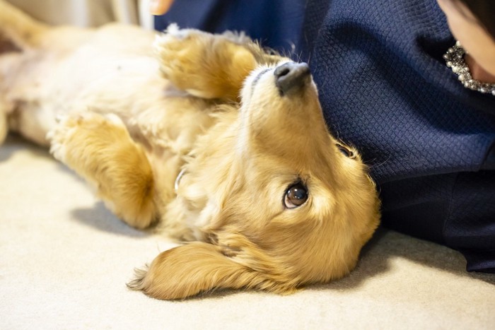 寝転がる犬