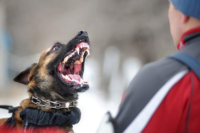 口を大きくあけて激しく威嚇する犬