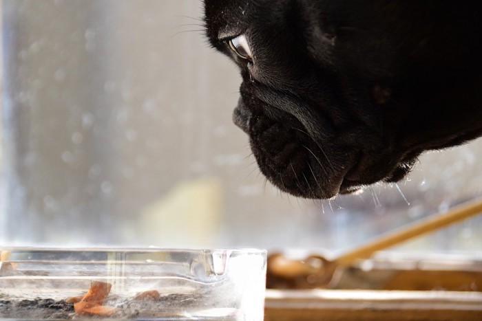 煙草の吸殻を嗅ぐ犬