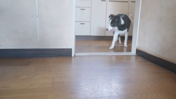 キッチンに逃げる黒白の犬