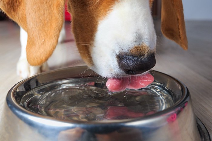 水を飲んでいるビーグル犬の口元