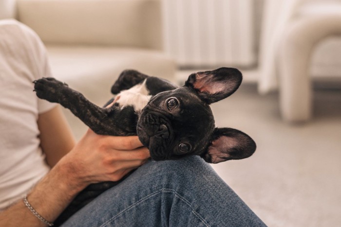 抱っこされる犬