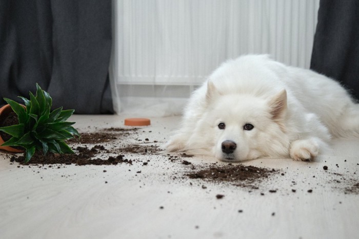 観葉植物を倒してしまった犬