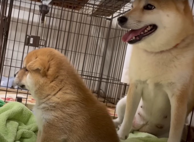 子犬と母犬の横顔