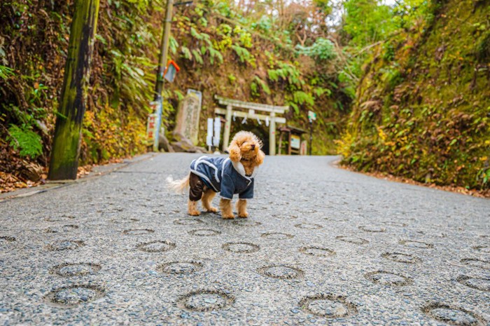 迷子のトイプードル