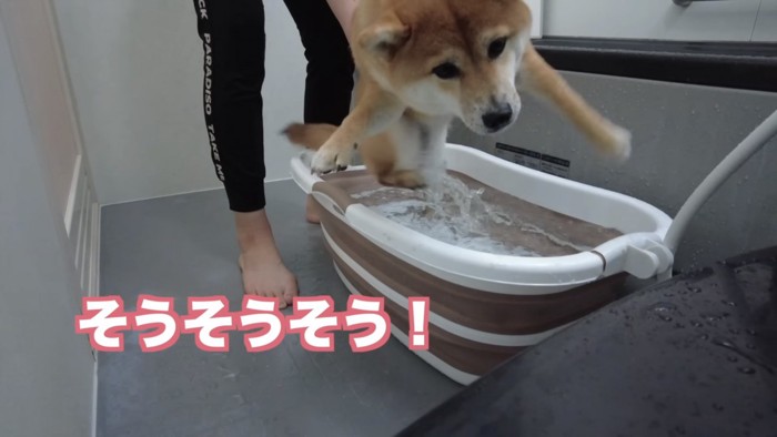 バスタブに入れられそうな柴犬