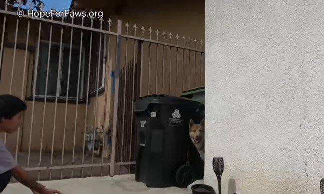 家の陰からのぞく犬