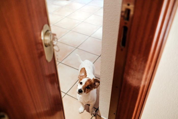 ドアの前で待つ犬