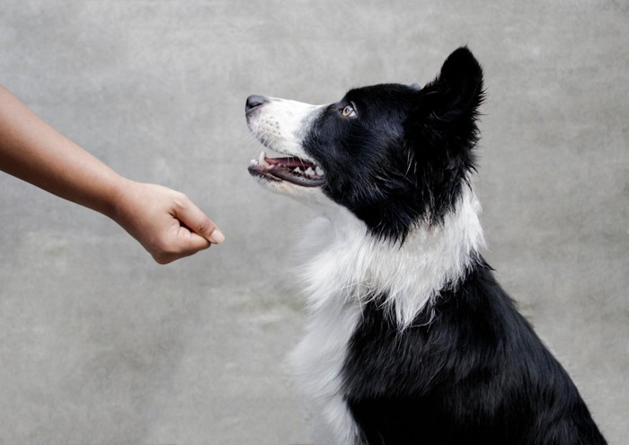 トレーニング中の犬