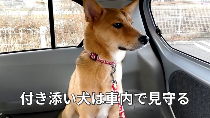 車内で見守るひばちくん