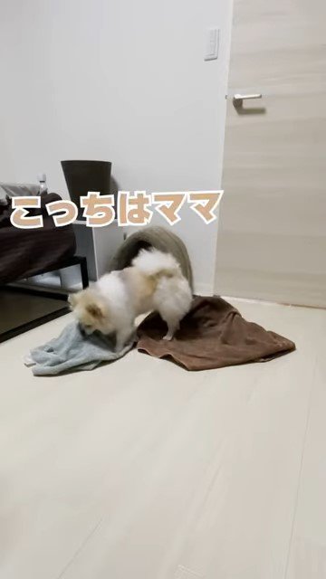 グレイのタオルのにおいを嗅ぐ犬