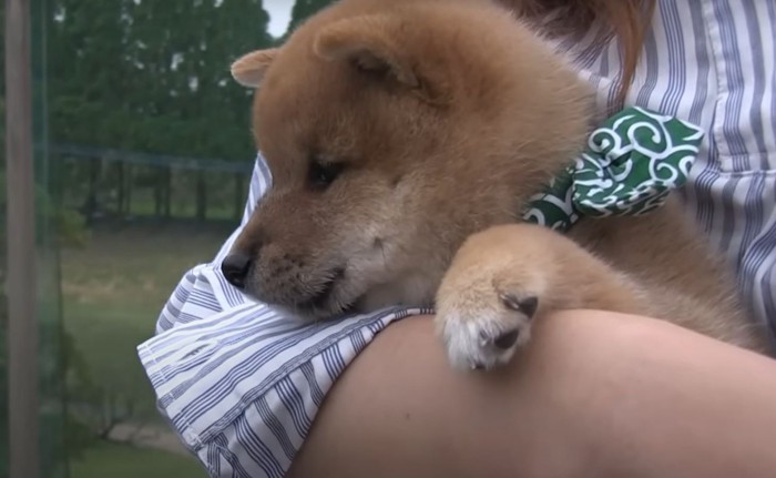 田んぼを見る子犬のアップ