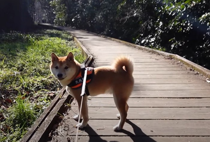 森の中の遊歩道に立つ犬