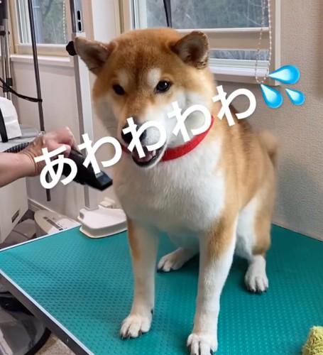 驚いた様子の柴犬