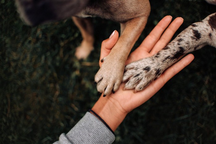 人の手のひらに乗っている犬の手2つ