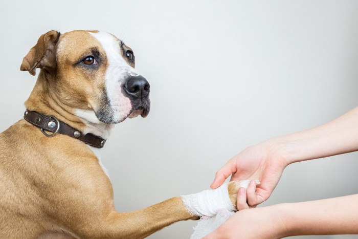 手をケガした犬、手当をしてもらう