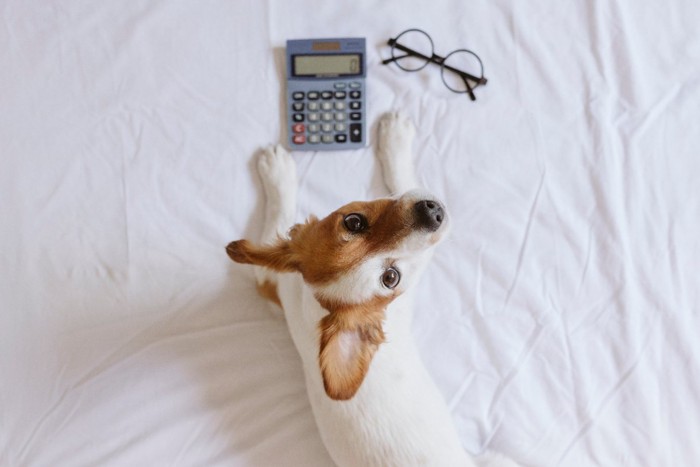 見上げる犬と計算機