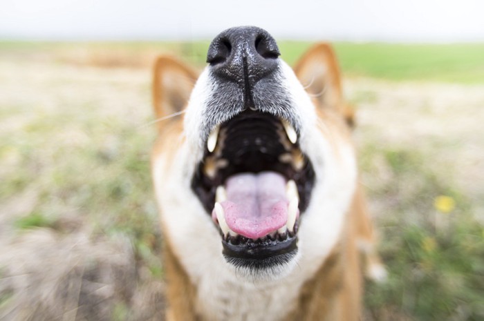 口を開ける犬