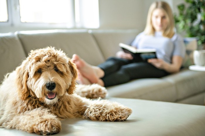 犬と本を読む女性