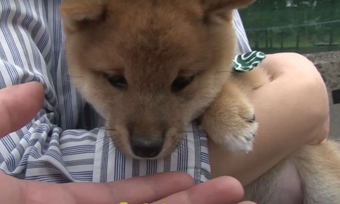 噛まない子犬