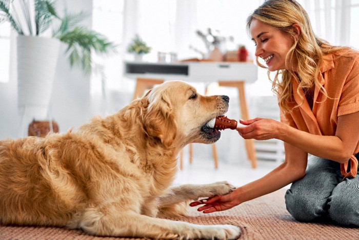 おもちゃで遊ぶ犬と女性