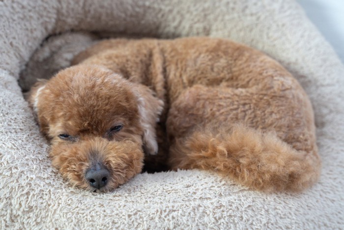 体を丸めて、目が閉じてしまいそうな犬